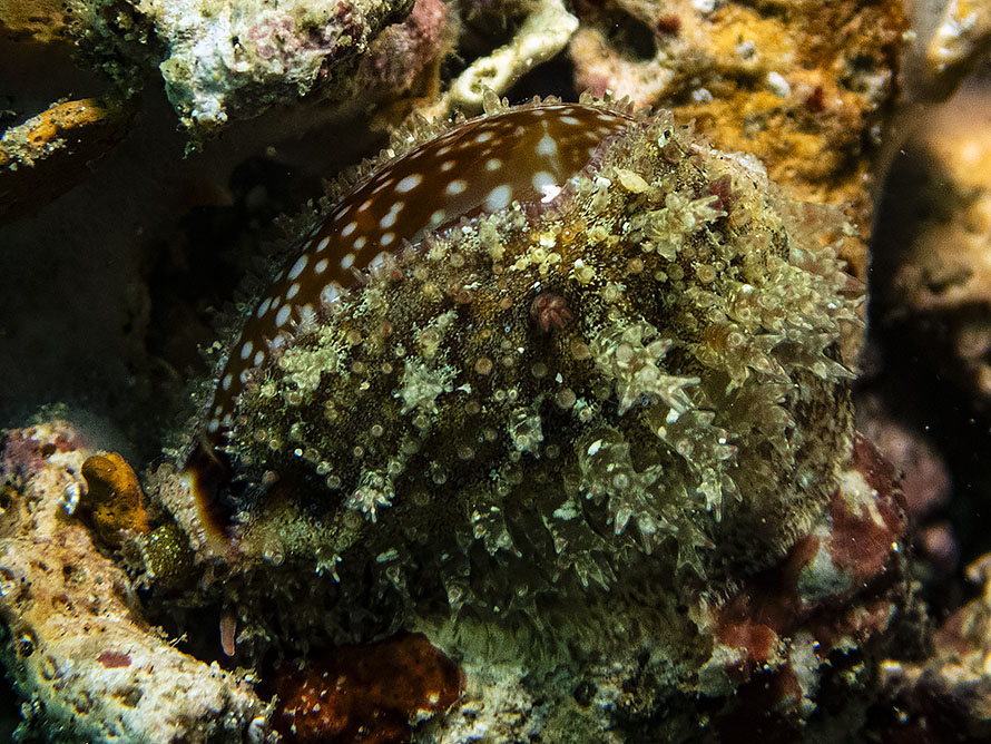 Naria labrolineata